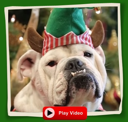 Bulldow with Watch Video